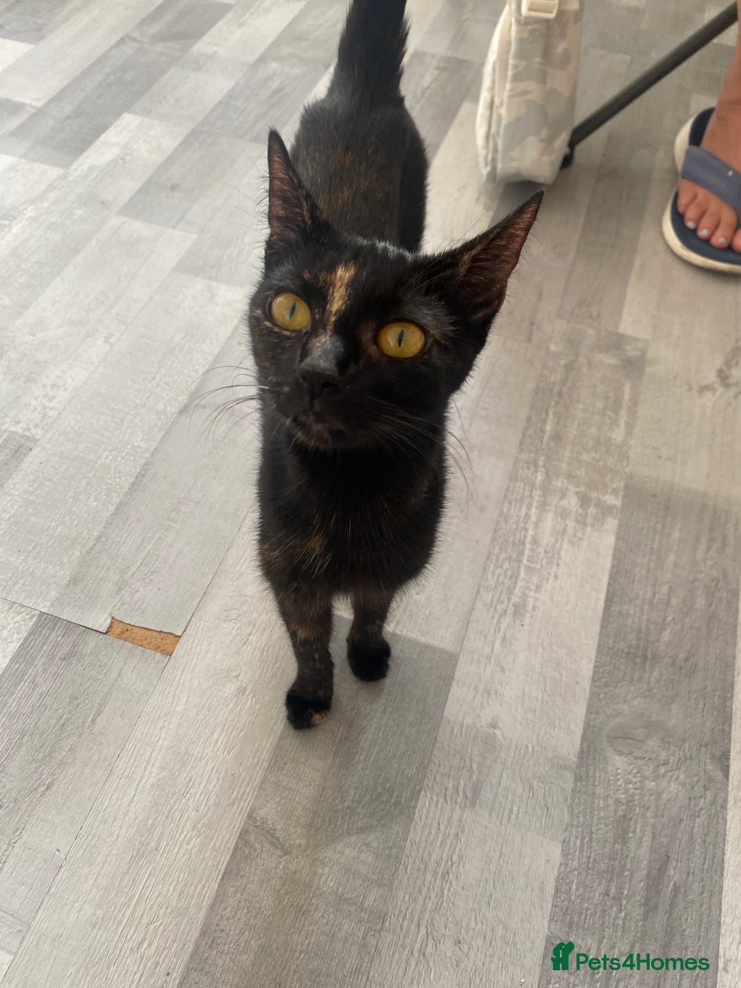 Mixed Breed cats for sale: Pickles - Image 4