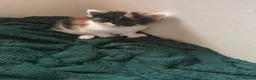 Domestic Shorthair cats for sale: 5 little kitten  - Advert 12