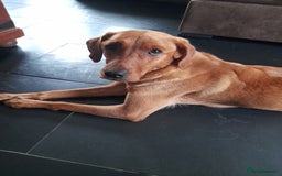 Labrador Retriever dogs for sale: Red fox labrador puppy's  - Image 5