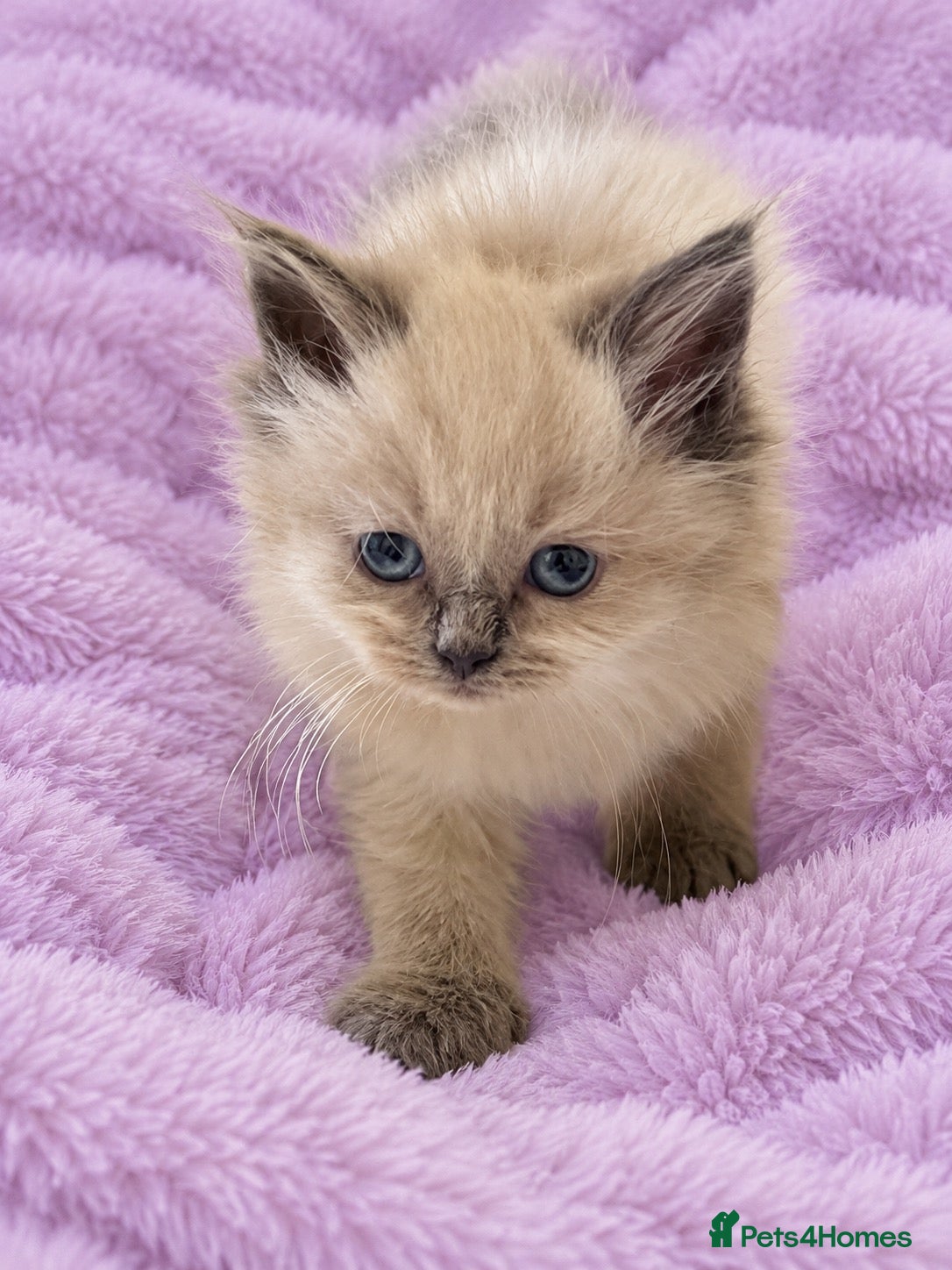 Ragdoll cats for sale: Gorgeous Male Ragdoll Kitten Ready Now - Advert 1