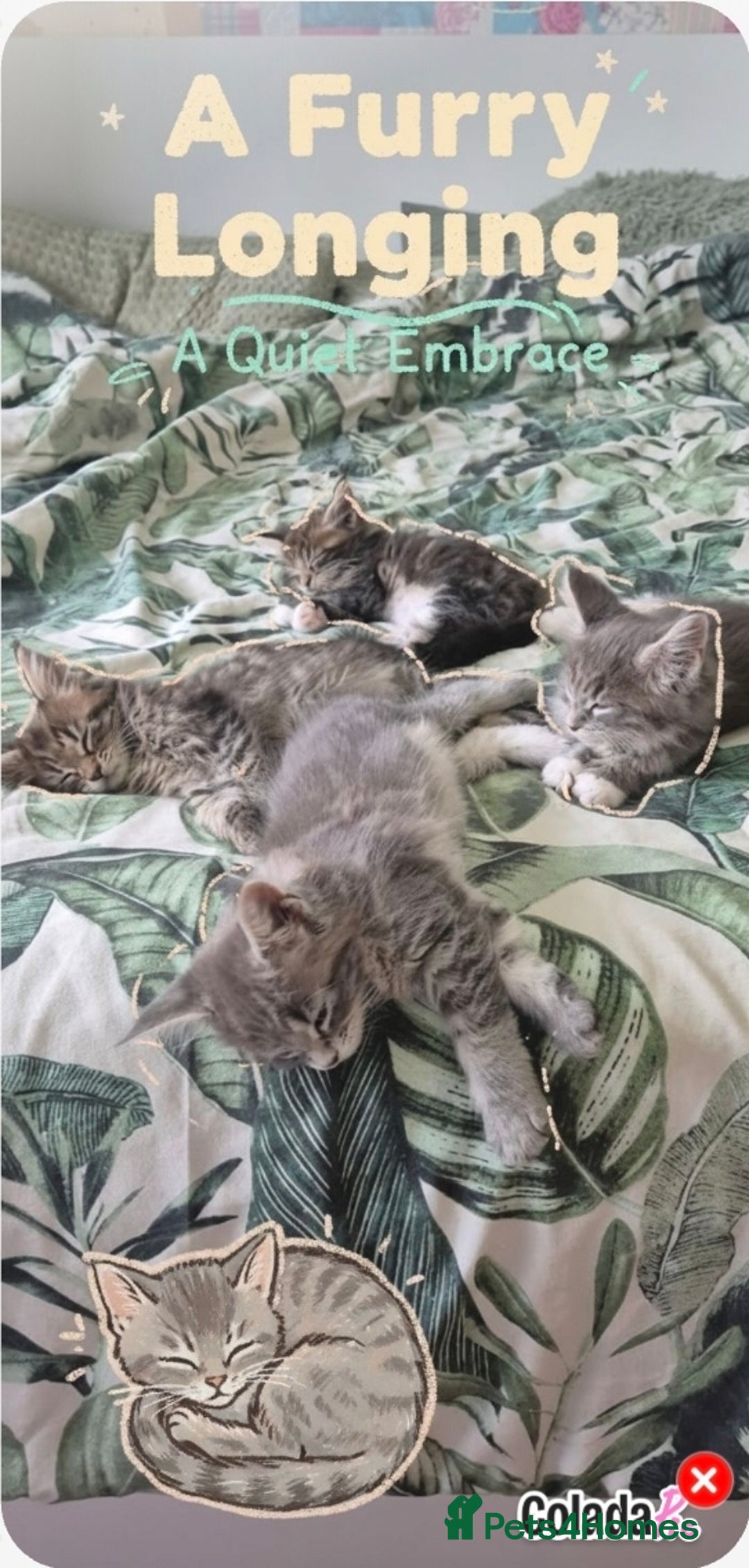 Maine Coon cats for sale: GCCF registered Pedigree Maine Coon Kittens - Advert 39