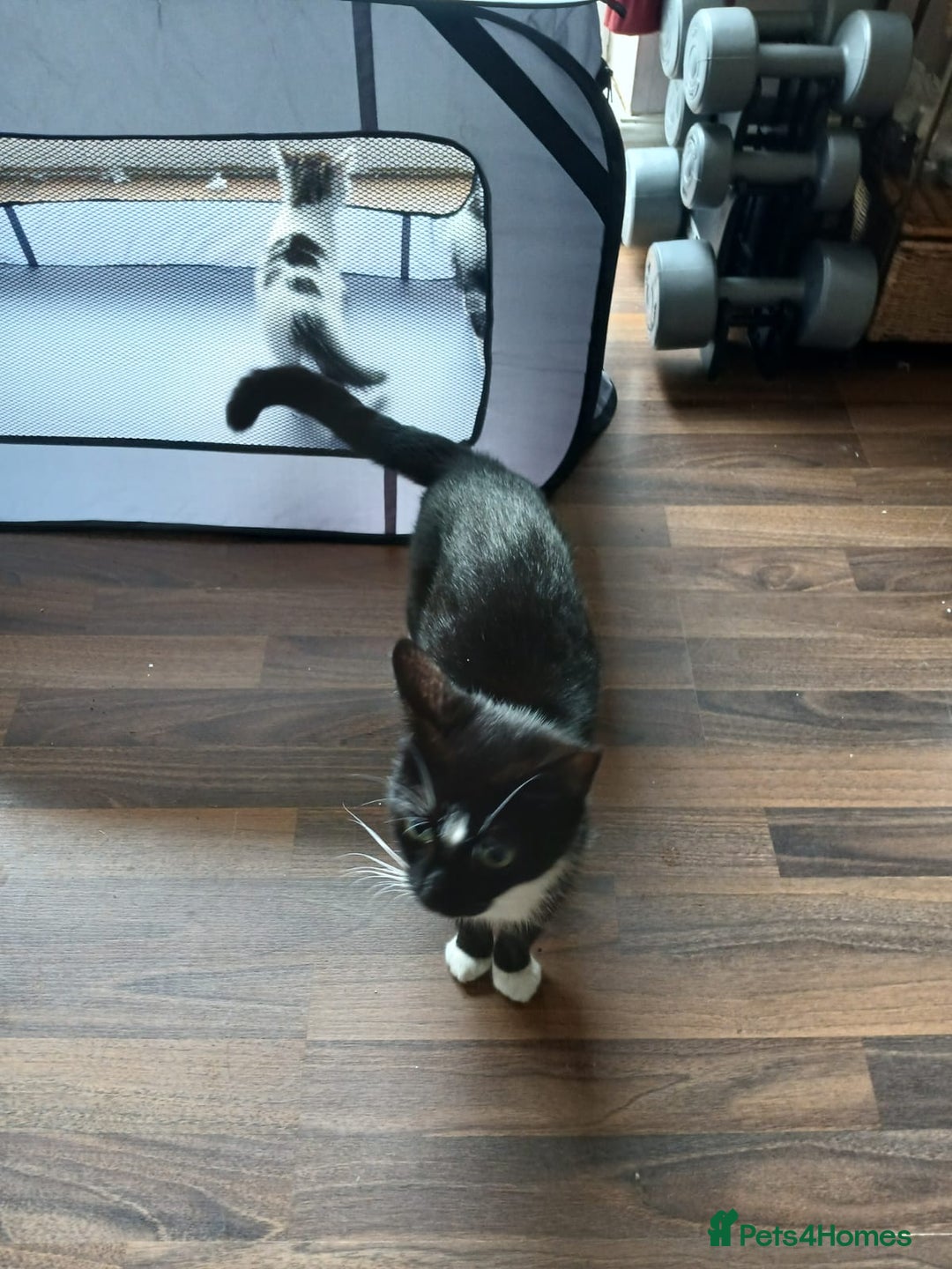 Mixed Breed cats for sale: 4 kittens 1 boy & 3 girls - Image 11
