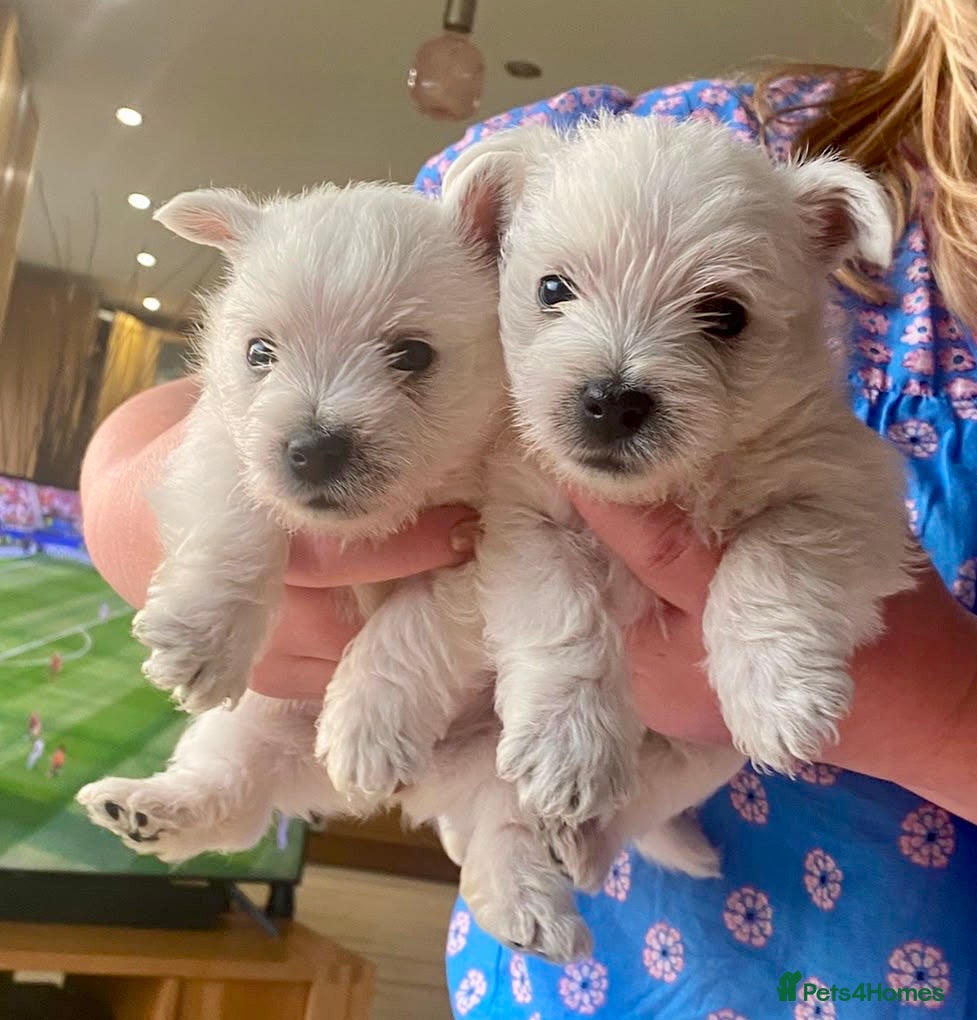 West Highland Terrier dogs Beautiful KC registered westie puppies.Only 2 left - Advert 4