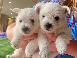 West Highland Terrier dogs Beautiful KC registered westie puppies.Only 2 left - Advert 4
