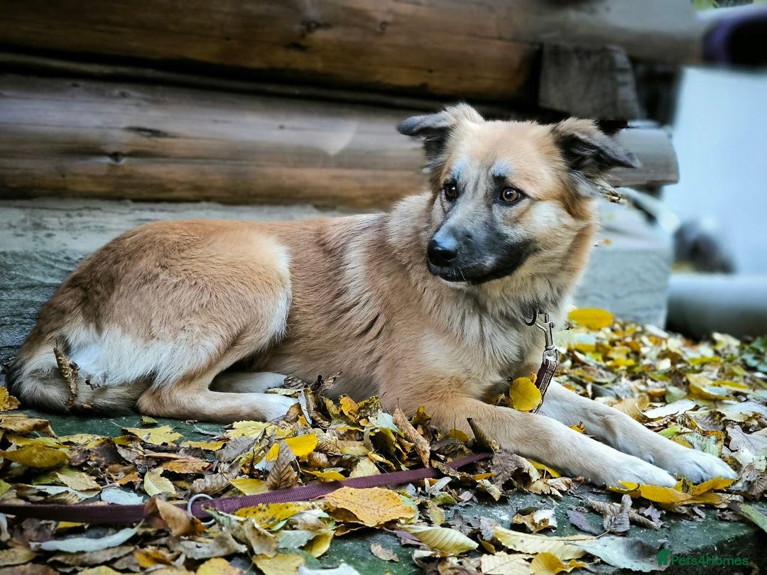 Mixed Breed dogs for adoption: 🐶💖 SOFIE 💖🐶 - Advert 1