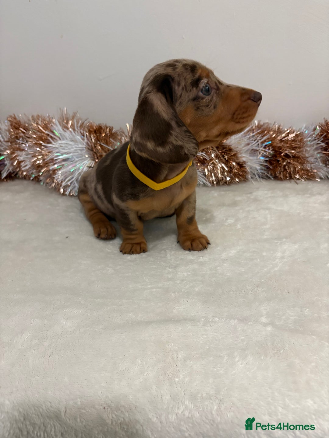 Miniature Dachshund dogs for sale: Miniature Dachshund Pups  - Advert 23