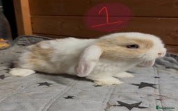 Mini Lop rabbits for sale: 8 beautiful friendly baby mini lops  - Image 4