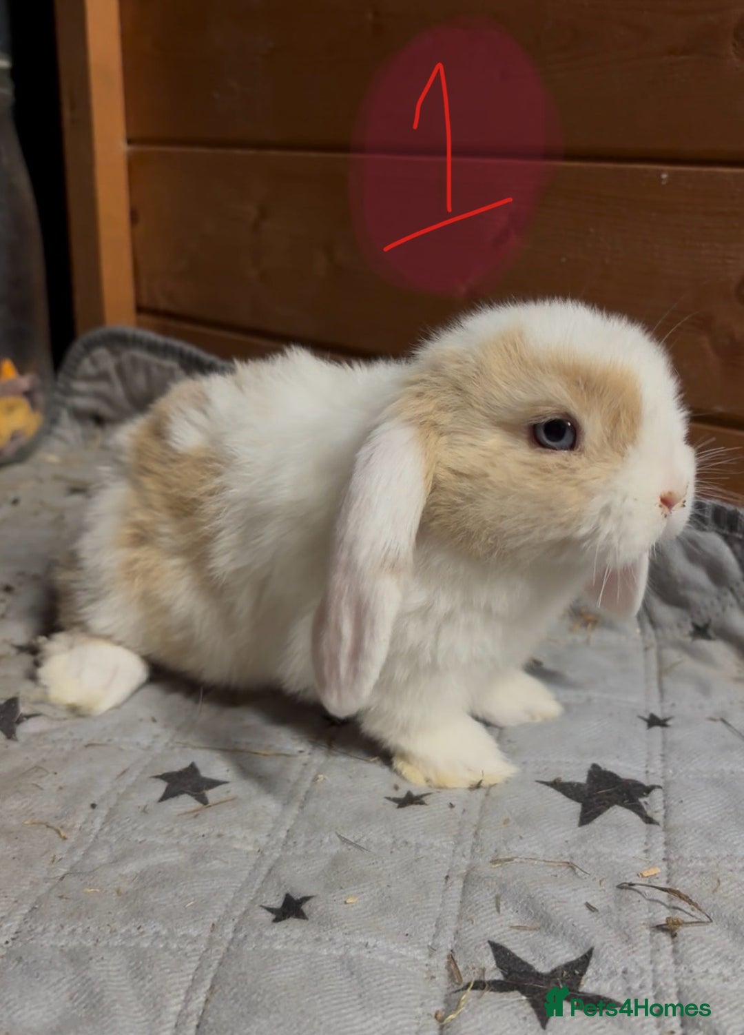 Mini Lop rabbits for sale: 8 beautiful friendly baby mini lops  - Image 4