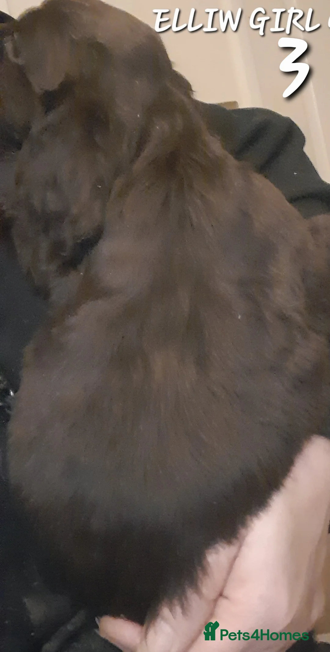 Sprocker dogs for sale: Beautiful Sprocker Litter - Advert 9