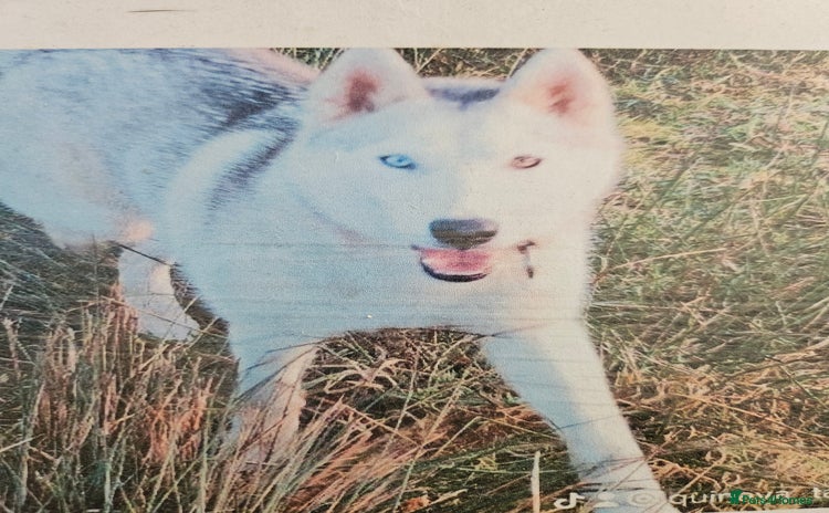 Siberian Husky dogs - Advert 2