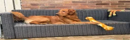 Mixed Breed dogs for sale: Golden Retriever x Westie - Advert 10
