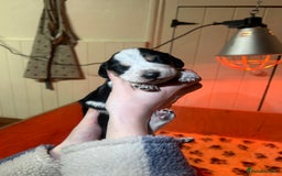 Mixed Breed dogs for sale: Australian Kelpie/Cocker Spaniel Puppies  - Advert 3