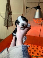 Mixed Breed dogs Australian Kelpie/Cocker Spaniel Puppies - Advert 4
