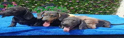 Miniature Dachshund dogs for sale: 🌈 BEAUTIFUL “RAINBOW” DACHSHUND LITTER 🌈 - Advert 9