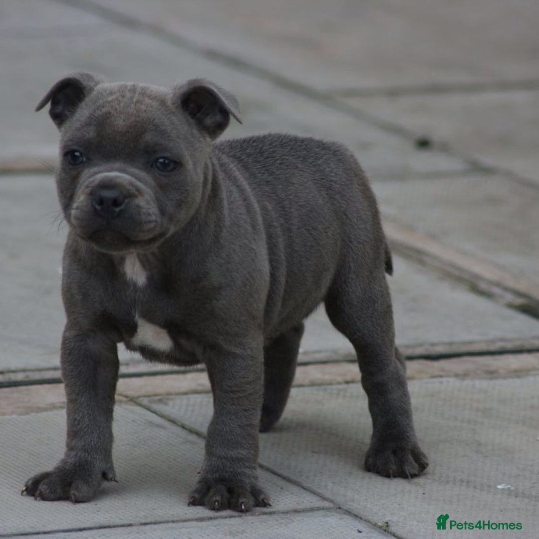 Staffordshire Bull Terrier dogs for sale: SOLID BLUE TEDDY BEARS STAFFS 🐻  - Advert 14