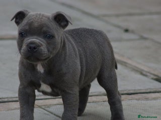 Staffordshire Bull Terrier dogs SOLID BLUE TEDDY BEARS STAFFS 🐻 - Advert 6