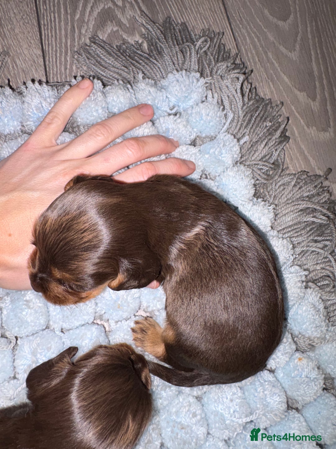 Cocker Spaniel dogs for sale: Cocker spaniel puppies  - Advert 8