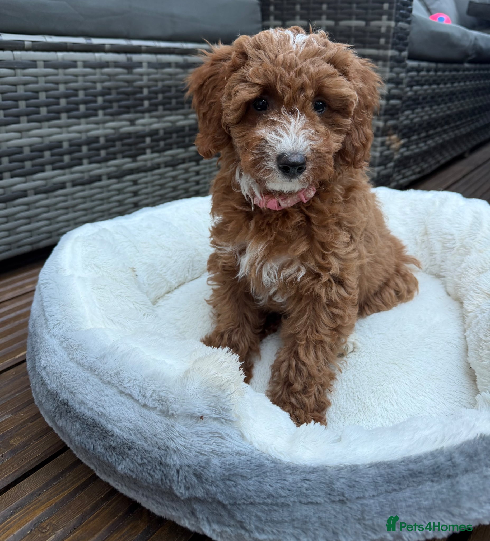 Australian Labradoodle dogs 🐶LAST 1 AVAILABLE FULL VACCINATION🐶 - Advert 8