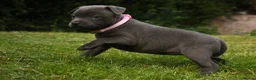 Staffordshire Bull Terrier dogs for sale: Blue KC Registered staffordshire bull terriers  - Advert 19