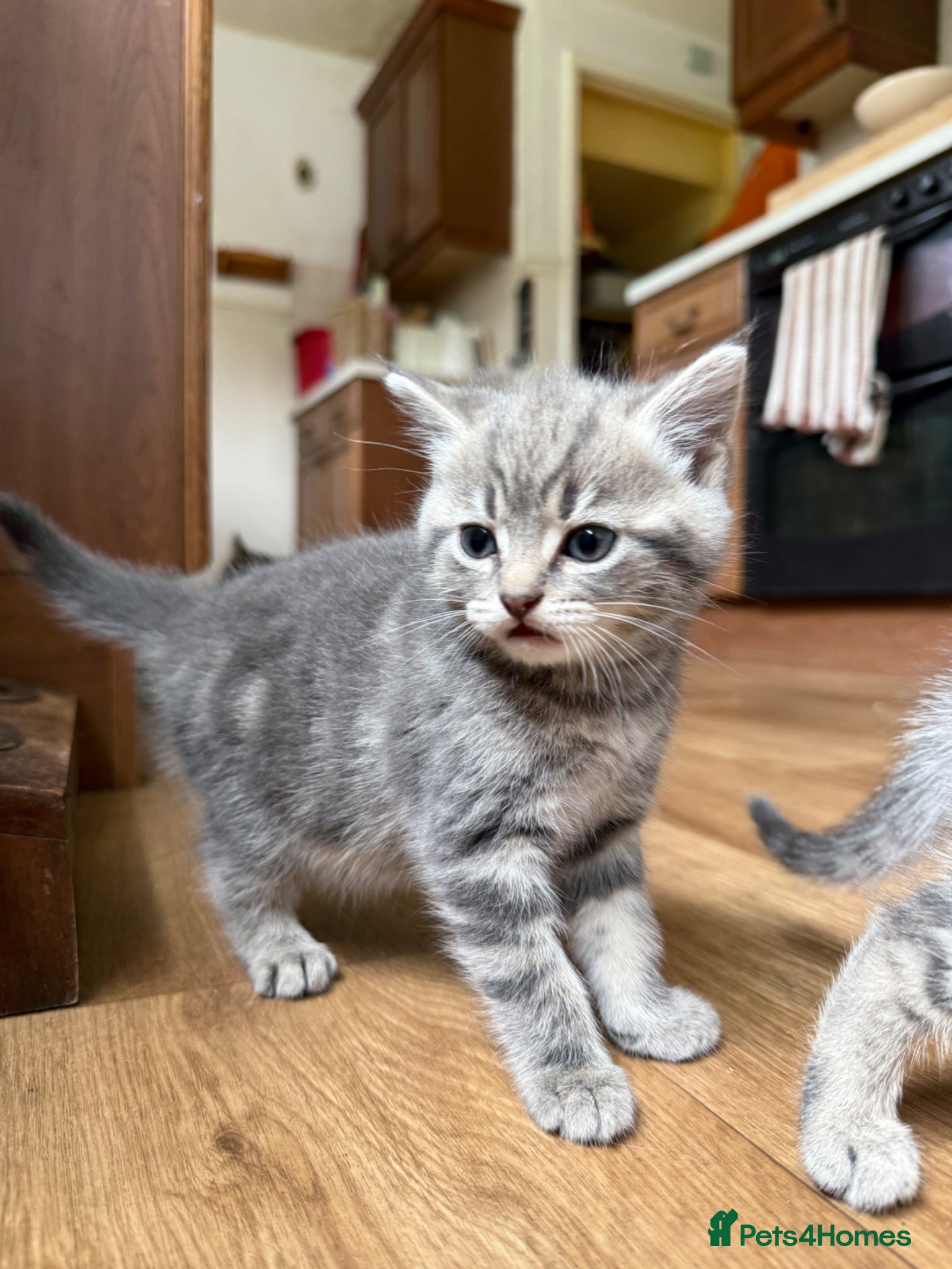 Mixed Breed cats for sale: 1 boy & 3 girl kittens 🐈🐾🩷🩵 - Advert 12