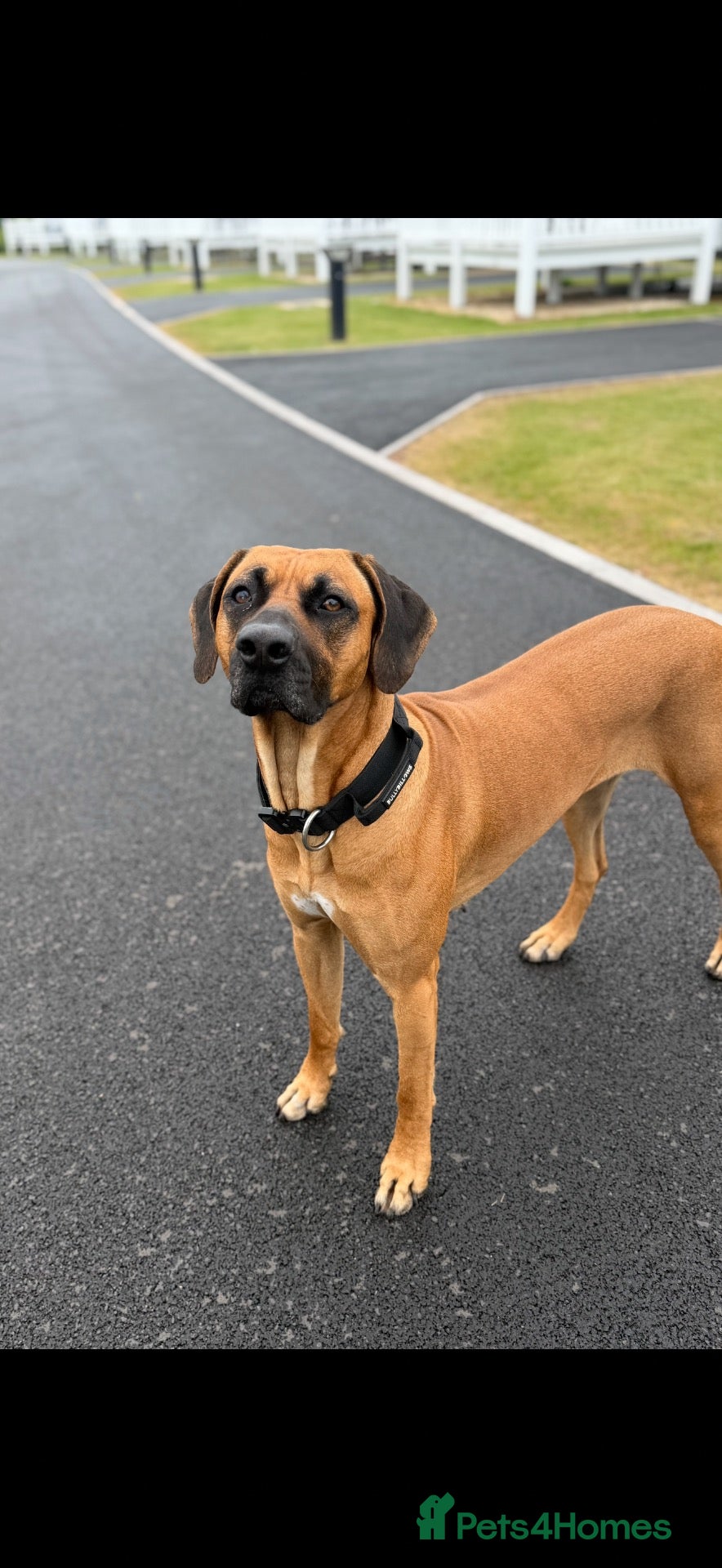 Rhodesian Ridgeback dogs Bred for beauty. Build and temperament. - Advert 2