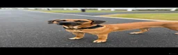 Rhodesian Ridgeback dogs for sale: Bred for beauty. Build and temperament. in Market Drayton - Advert 2