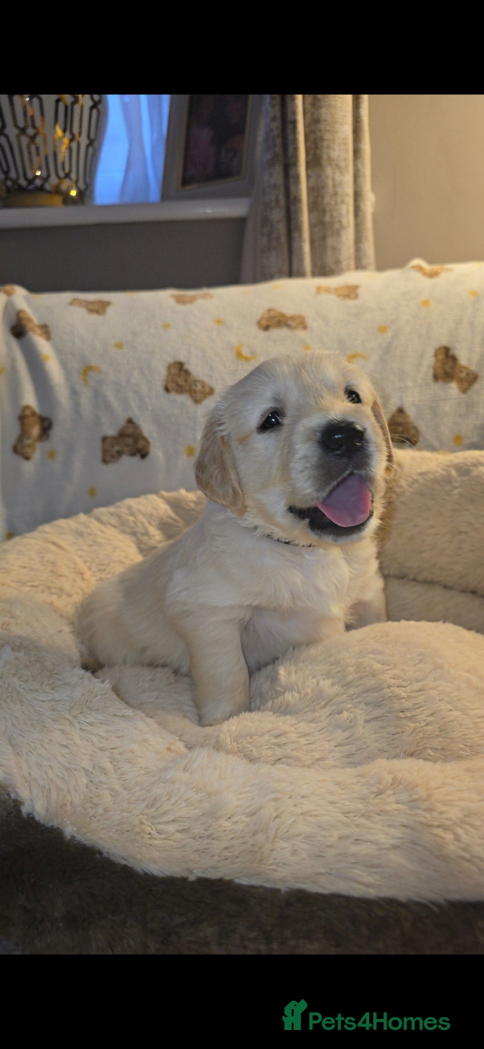 Golden Retriever dogs Stunning KC golden retriever puppies - Advert 19