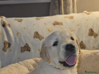 Golden Retriever dogs Stunning KC golden retriever puppies - Advert 4