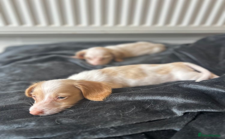 Miniature Dachshund dogs - Advert 8