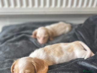 Miniature Dachshund dogs - Advert 20