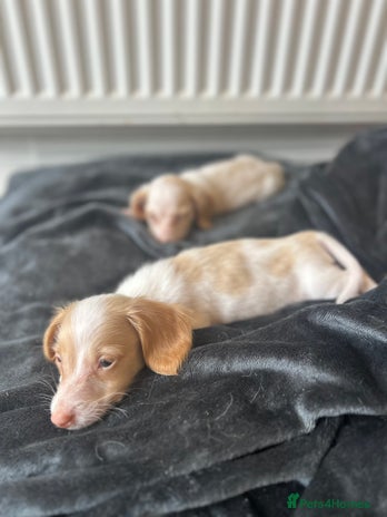Miniature Dachshund dogs - Advert 16
