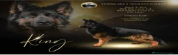 German Shepherd dogs for sale: Huge top quality 4th generation KC puppies - Advert 4