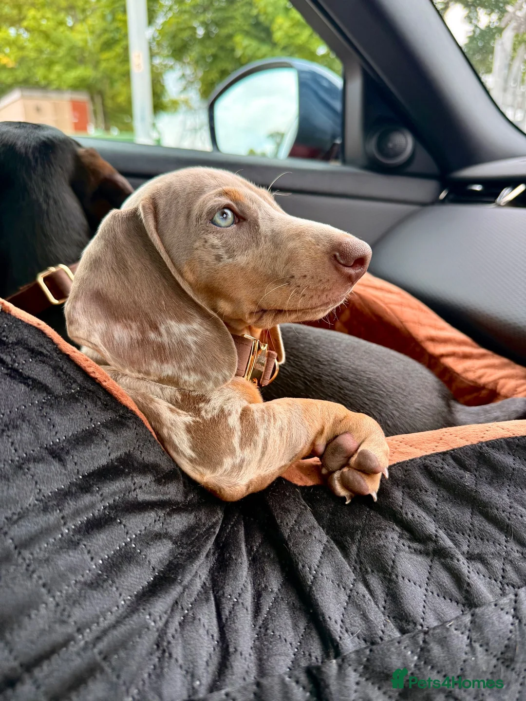 Miniature Dachshund dogs for sale: Male dachshund for sale  - Advert 2