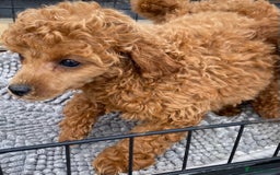 Toy Poodle dogs for sale: Kc toy poodle red boys - Image 8