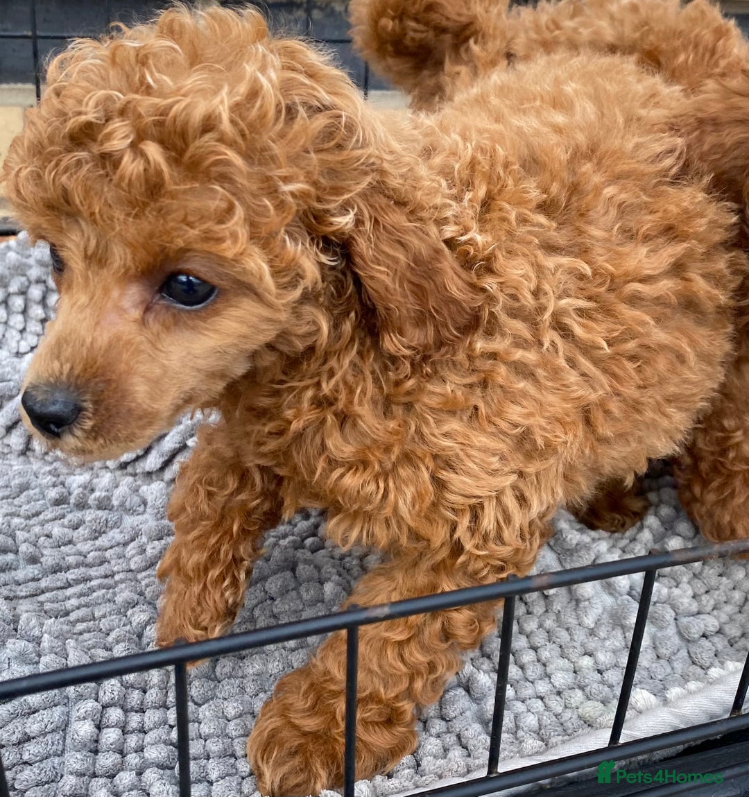 Toy Poodle dogs for sale: Kc toy poodle red boys - Image 8