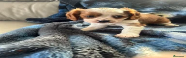 Cavalier King Charles Spaniel 1