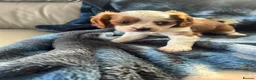 Cavalier King Charles Spaniel dogs for sale: Adorable King Charles pups - Advert 7