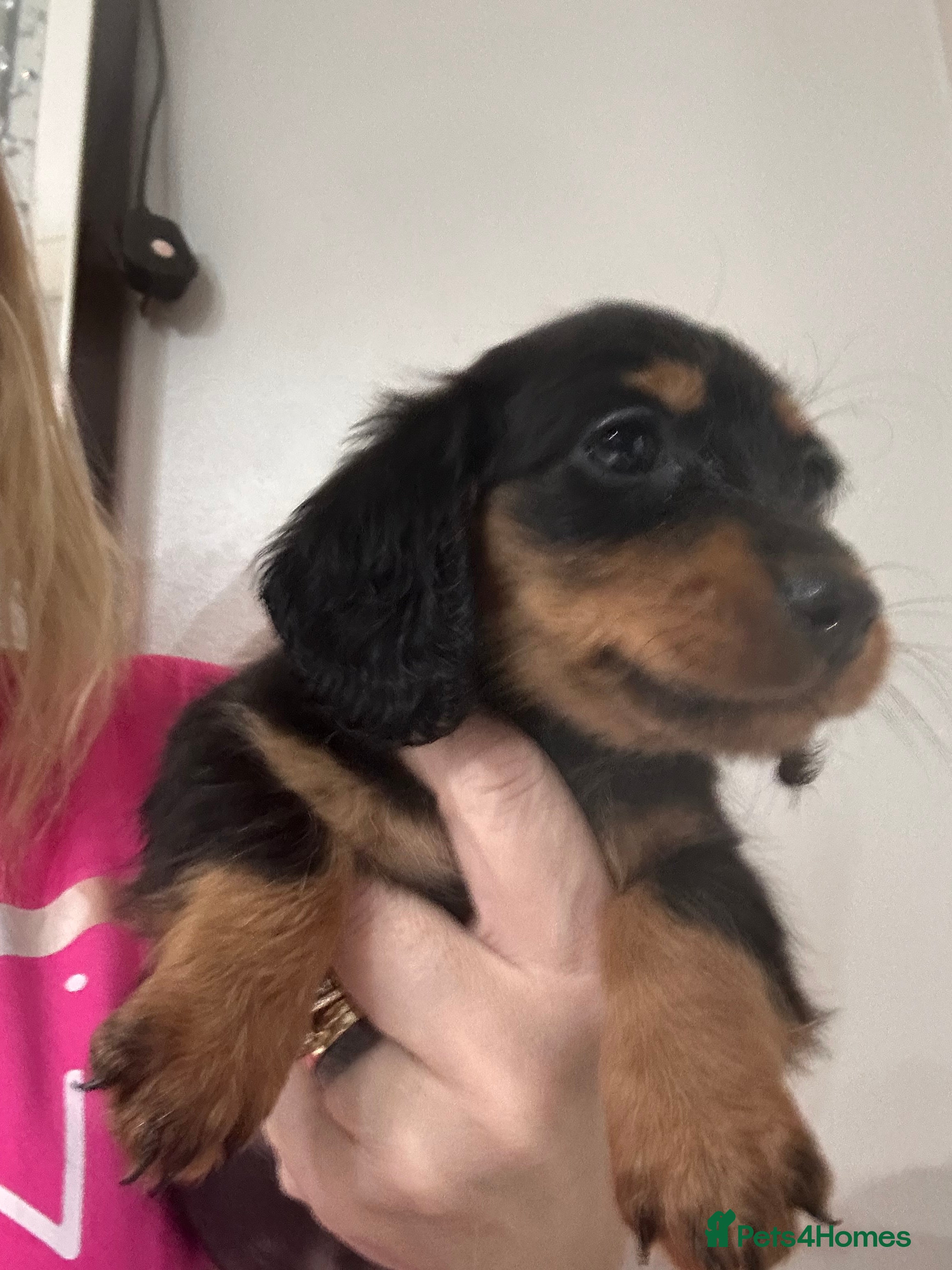 Dachshund dogs Dachshund pups last girl available now - Advert 1