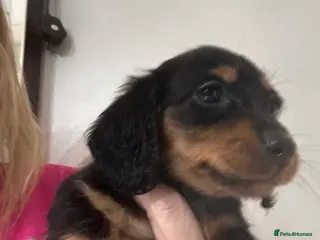Dachshund dogs Dachshund pups last girl available now - Advert 1