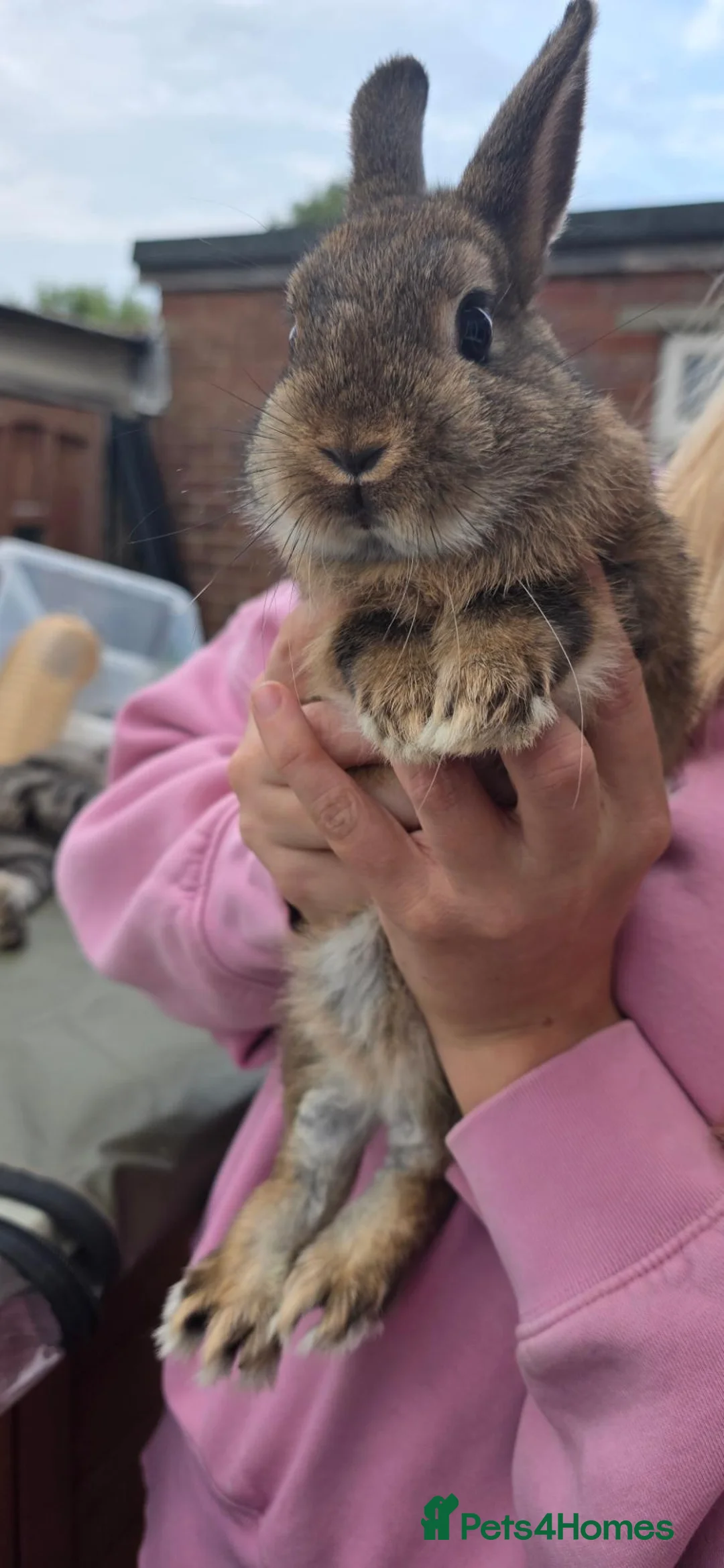 Netherland Dwarf rabbits for sale: 3 beautiful baby rabbits - Advert 6