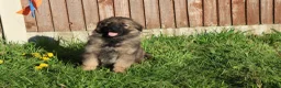 German Shepherd dogs for sale: German shepherd puppies working line - Advert 19