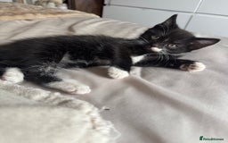 British Shorthair cats for sale: Kitten ready for forever homes  - Image 5