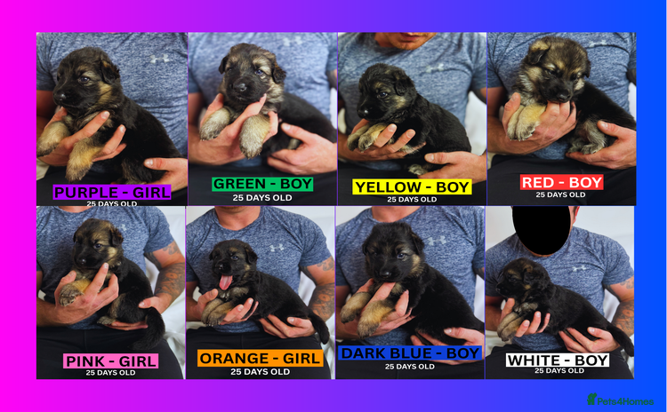 German Shepherd dogs - Advert 2