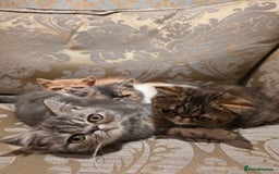 Exotic cats for sale: Super high quality Exotics - TICA reg pedigree - Image 4