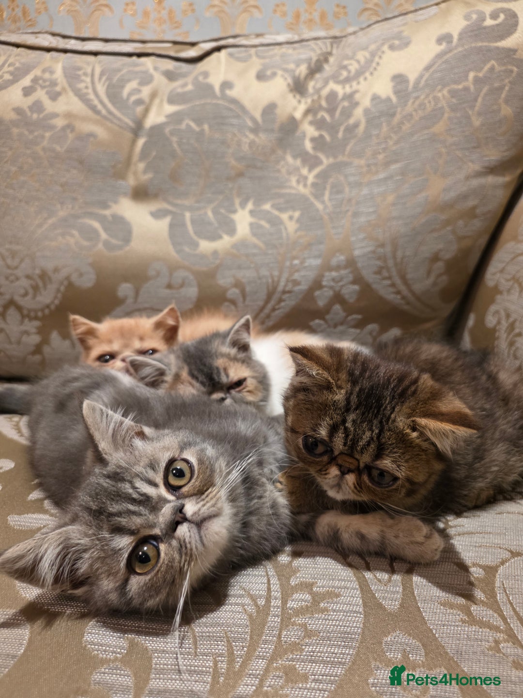 Exotic cats for sale: Super high quality Exotics - TICA reg pedigree - Image 4