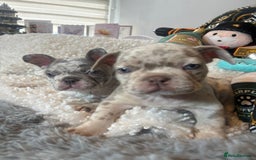 French Bulldog dogs for sale: Stunning Newshade French Bulldog Puppies - Image 7