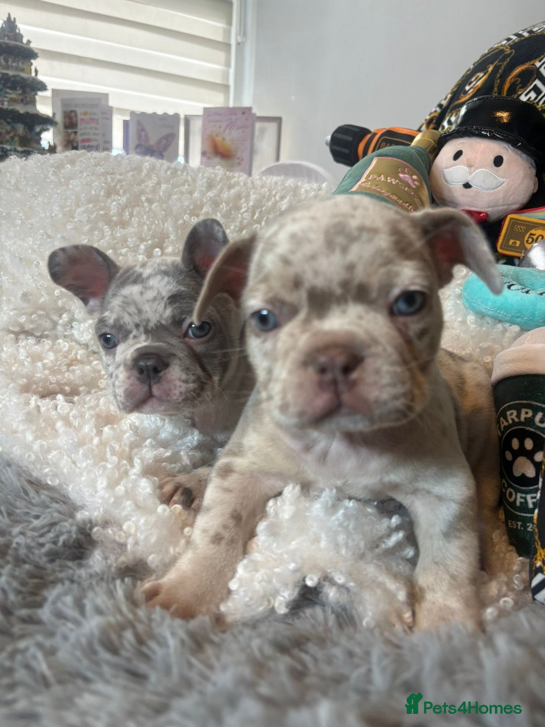 French Bulldog dogs for sale: Stunning Newshade French Bulldog Puppies - Image 7