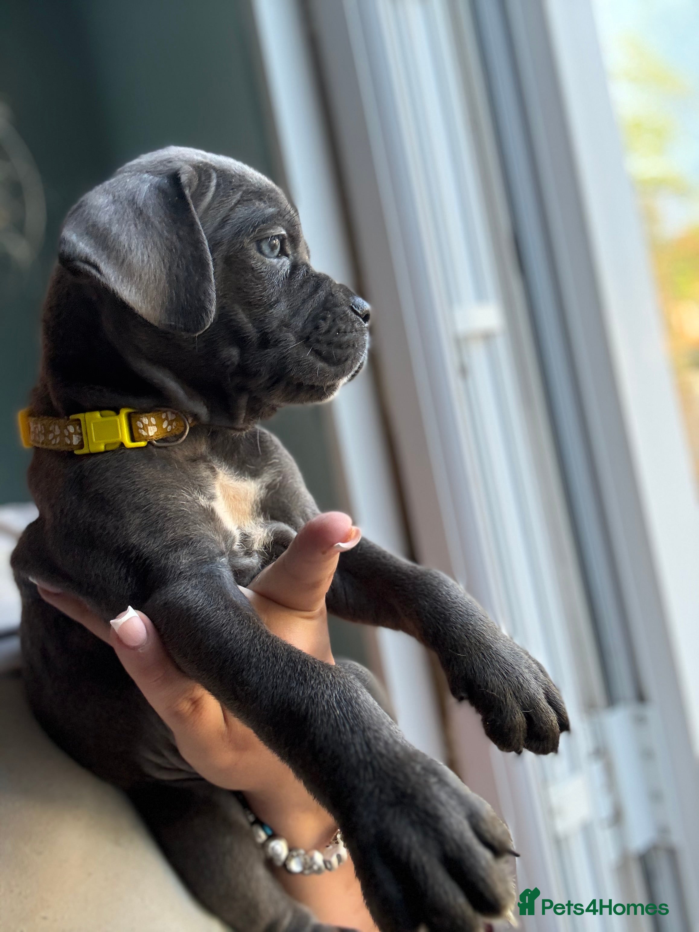 Cane Corso dogs Soon ready to leave 🥰 - Advert 2