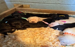 Labrador Retriever dogs for sale: ✨KC reg Lab puppies from health tested parents✨ - Image 1