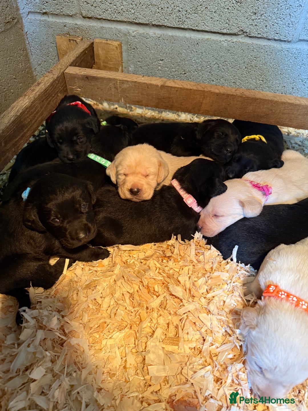 Labrador Retriever dogs for sale: ✨KC reg Lab puppies from health tested parents✨ - Image 1